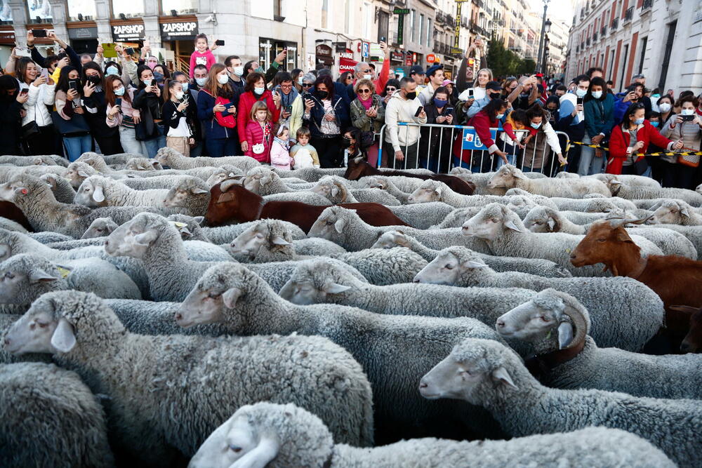 ovce Madrid