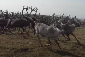 VIDEO Borba za opstanak ruskih irvasa: Tradicionalni način života...