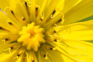 Fotografije iz ugla Ivana M. Grdinića