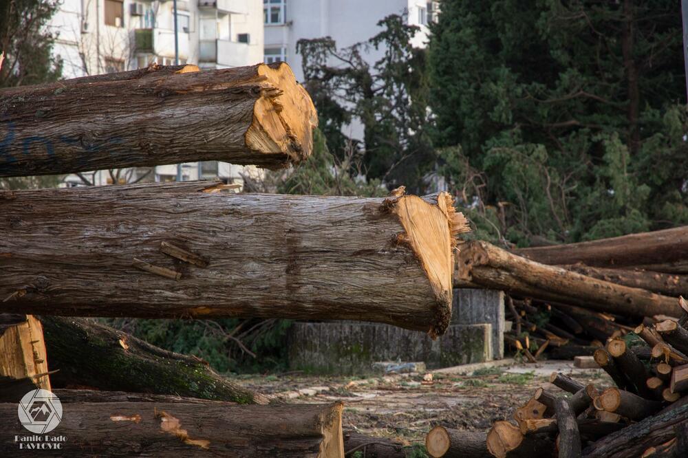 Zbog prvobitnog plana da vrtić bude izgrađen u dvorištu Gimnazije i sječe višedecenijskih stabala, 2019. su organizovani protesti, Foto: Danilo Pavlović