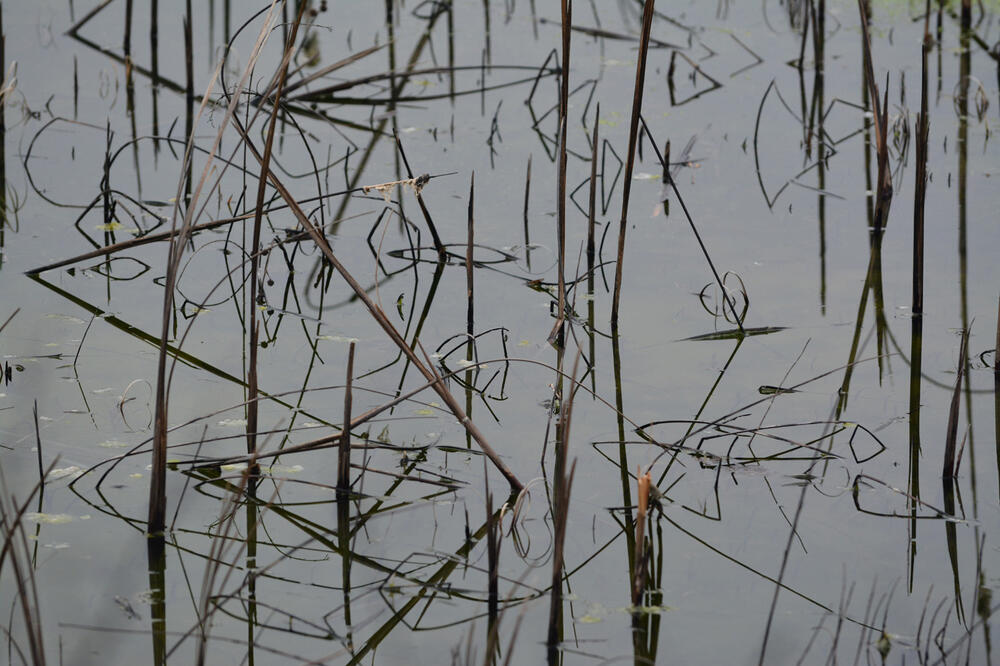 Foto: Dragan Karadžić