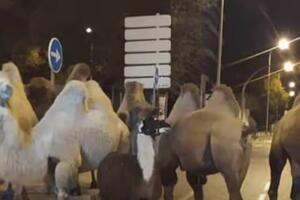 VIDEO Lama i osam kamila šetale ulicama Madrida poslije bjekstva...