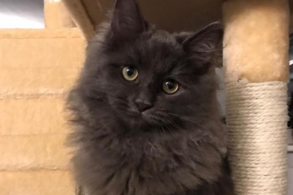 Griša, Foto: Lara Vujović