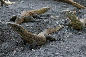Zoo vrt u Indoneziji uzgaja komodo zmajeve da bi ih spasao od...