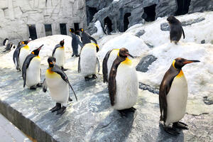Zoološki vrt u Edinburgu ima najveći otvoreni bazen za pingvine u...