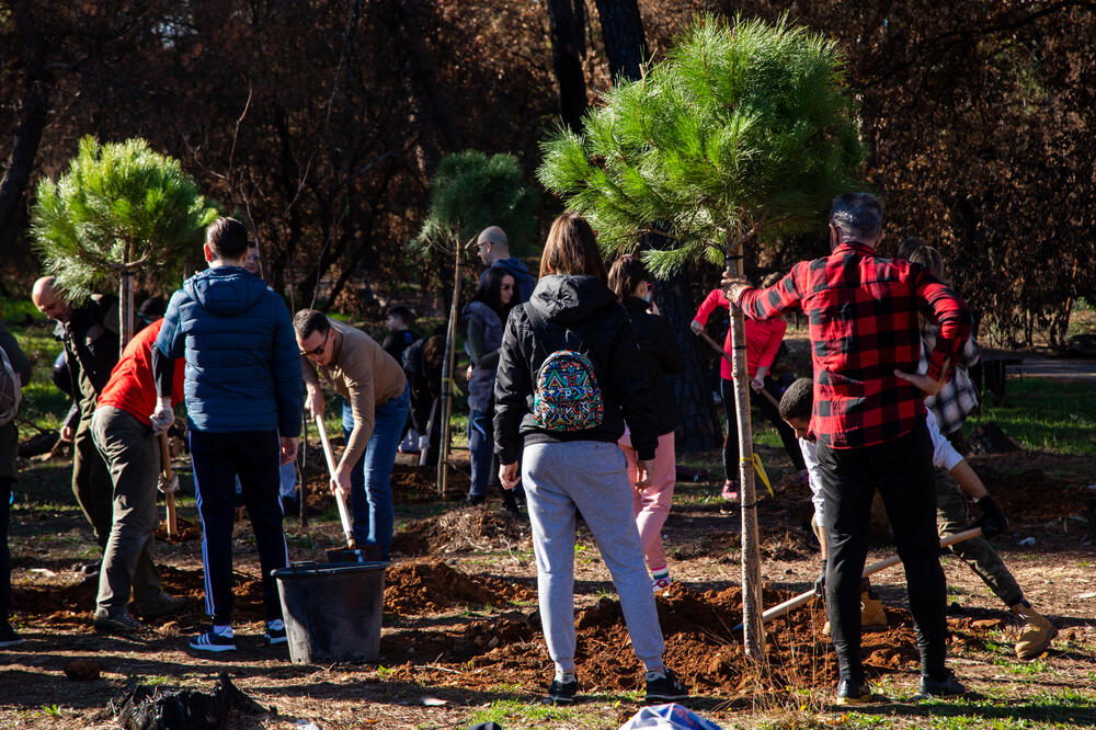 Tokom današnje akcije zasađeno oko 300 sadnica, Foto: PG Biro