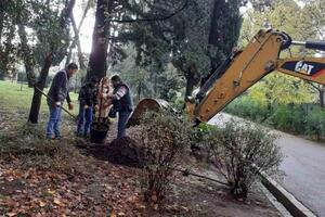 Nove sadnice u gradskim parkovima