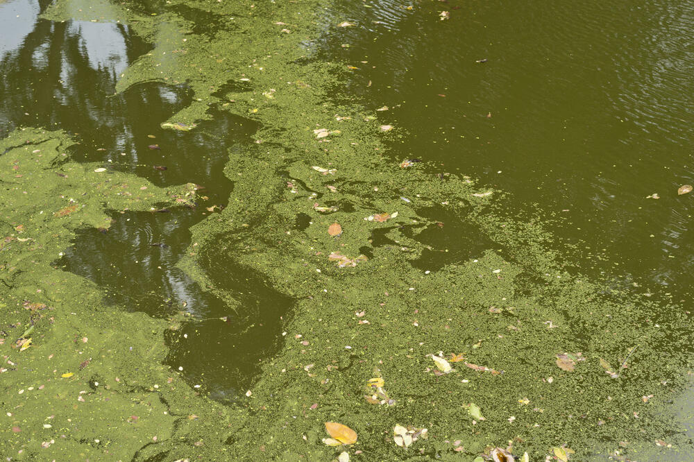 Ilustracija, Foto: Shutterstock