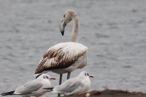 Flamingos samotnjak pronađen mrtav