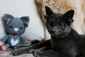 Mačka sa četiri uveta postala internet senzacija