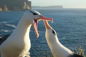 Klimatske promjene uzrok većeg broja raskida među albatrosima -...