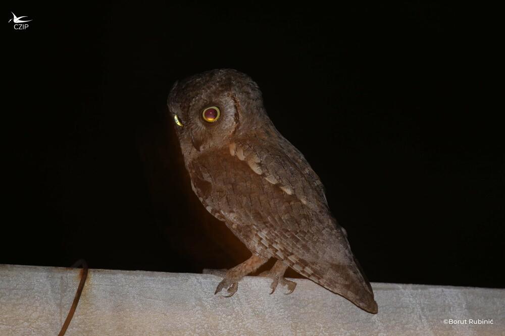 Na Dan selica u maju za dva sata izbrojali 51 ćuka, Foto: CZIP/Borut Rubinić