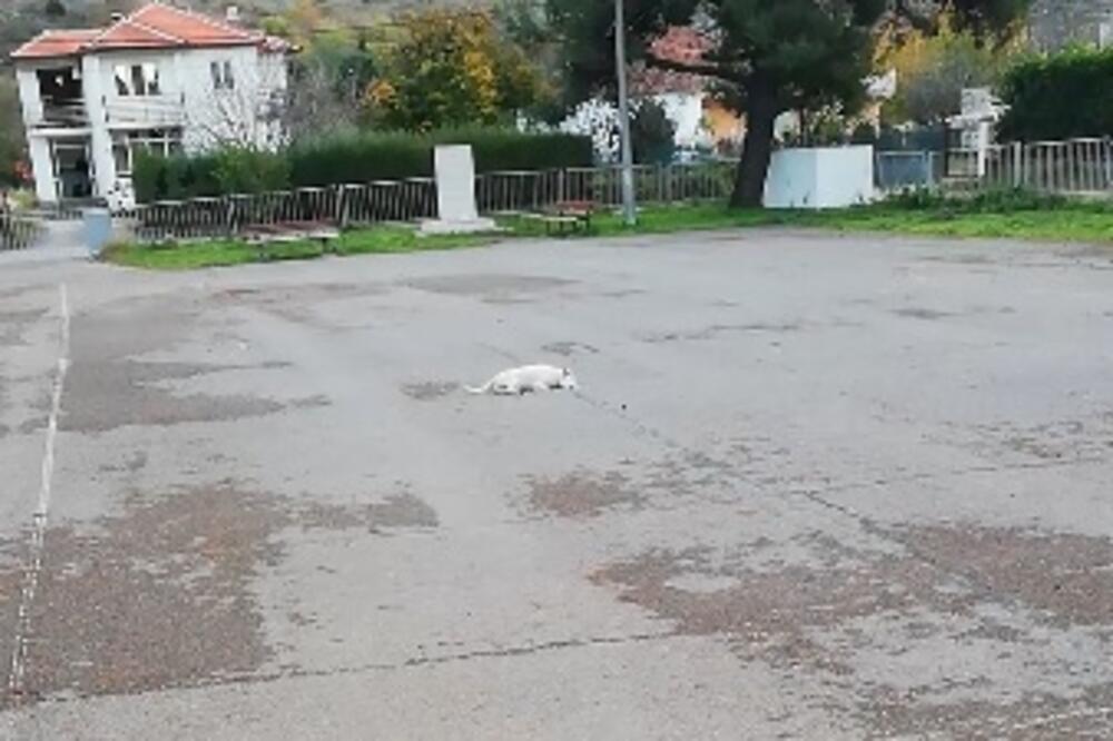 Jedan od leševa u dvorištu škole, Foto: Printscreen