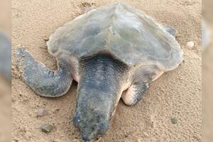 Oluja Arven izbacila retku kornjaču Teli na plažu u Velsu