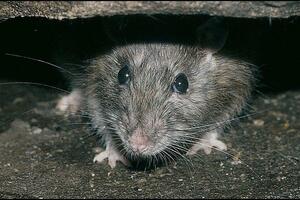 Od glodara do ljudi - kako je nastao omikron soj