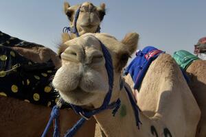 Izbor za najljepšu kamilu: Diskvalifikovane sa takmičenja zbog...