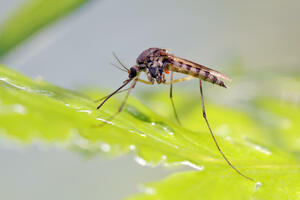 IJZCG: Bez prisustva virusa u uzorcima komaraca