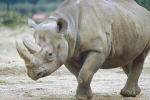 Afrika i životinje: Za dvije nedjelje ubijena 24 nosoroga