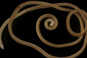 Otkrivena stonoga sa više od 1.300 nogu u Australiji