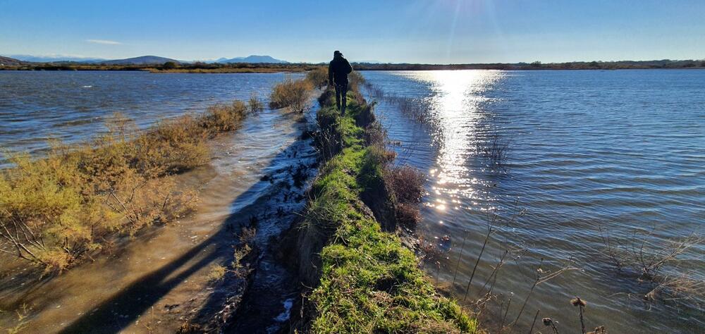 gniježdenje pelikana