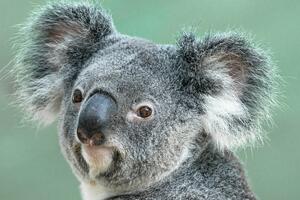 Pomor koala - vlasti krivično gone osumnjičene za okrutnost