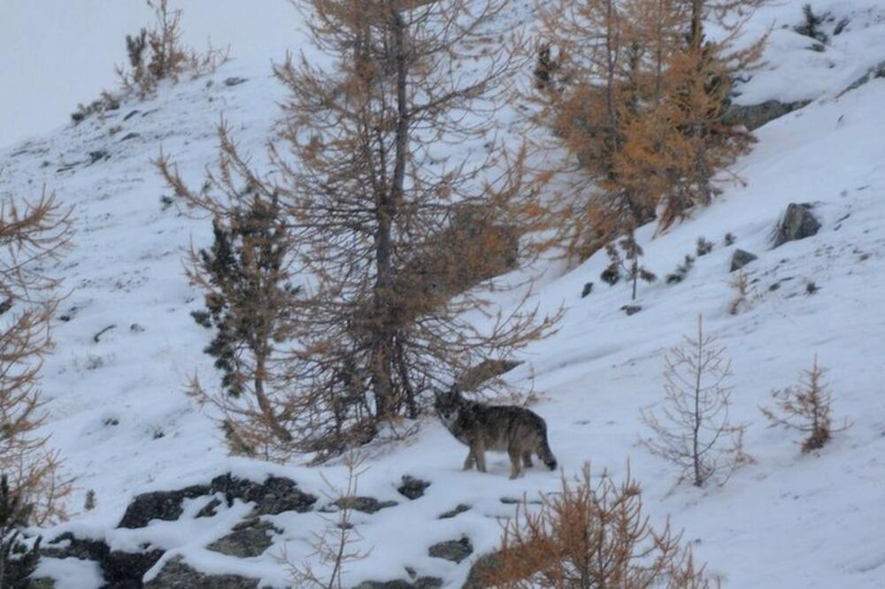 Foto: Gruppe Wolf Schweiz