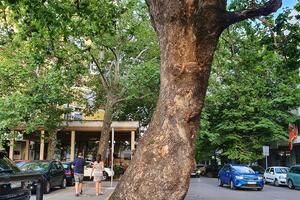 Najstarije stablo u Podgorici dio buduće Mikro 020 lokacije u...