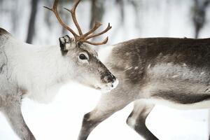 Laponski goniči tragaju za nestalim irvasima