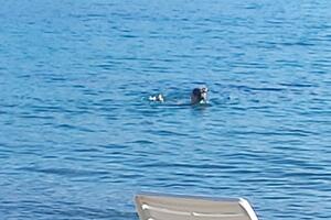 Zimsko kupanje u Budvi