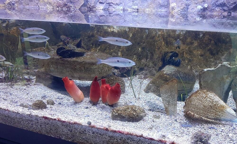 Takozvani splash tank u akvarijumu, Foto: Siniša Luković