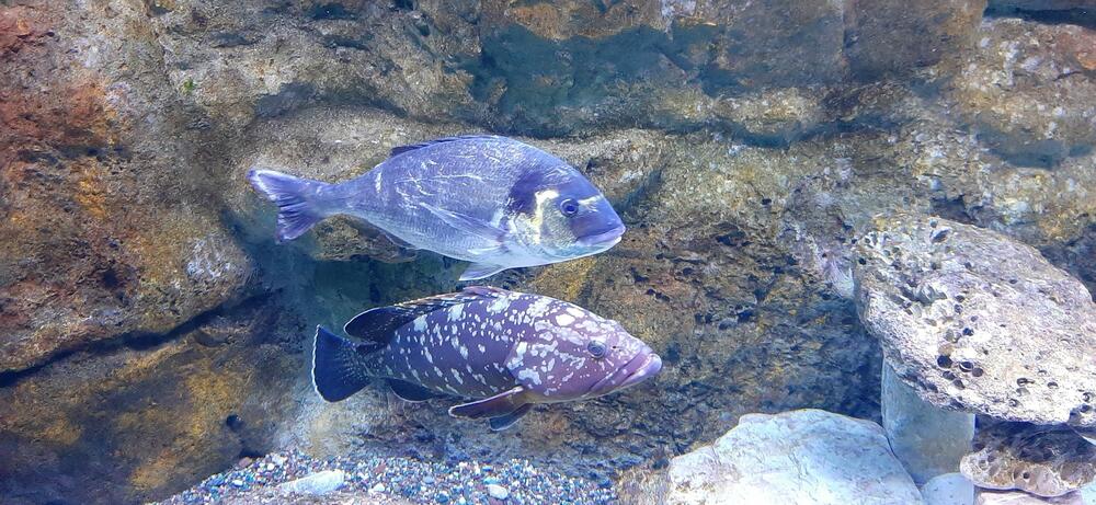 Detalj iz Akvarijuma