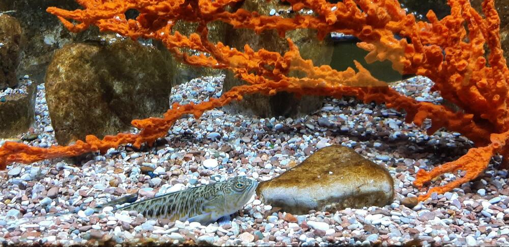 Detalj iz Akvarijuma