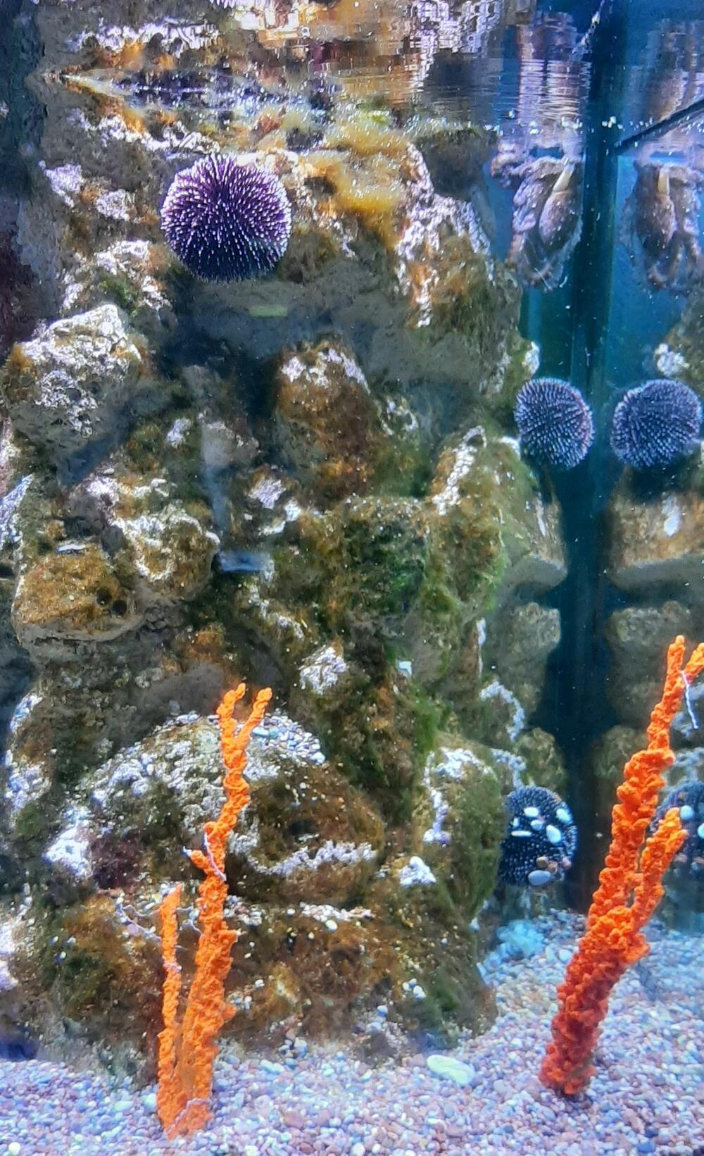 Detalj iz “Akvarijuma Boka”