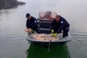 U Skadarsko jezero vraćena oko tona zaplijenjene ribe