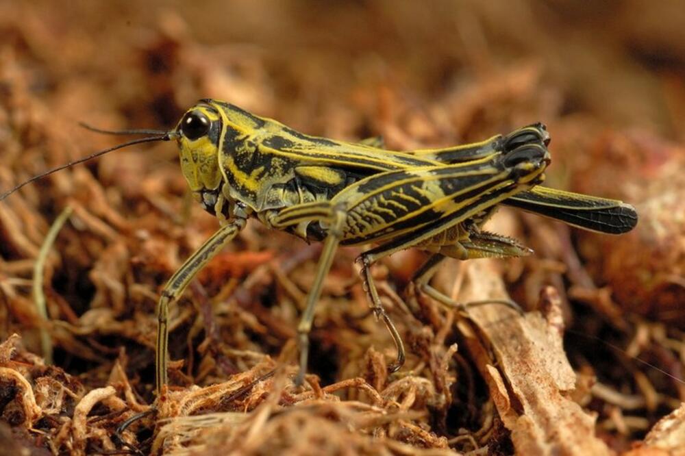 Foto: Roberto Sindako