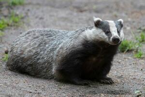 Španija: Jazavac najvjerovatnije pronašao rimsko blago