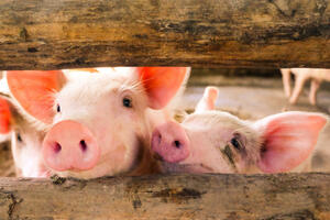 U Hong Kongu svinja u klanici ubila mesara