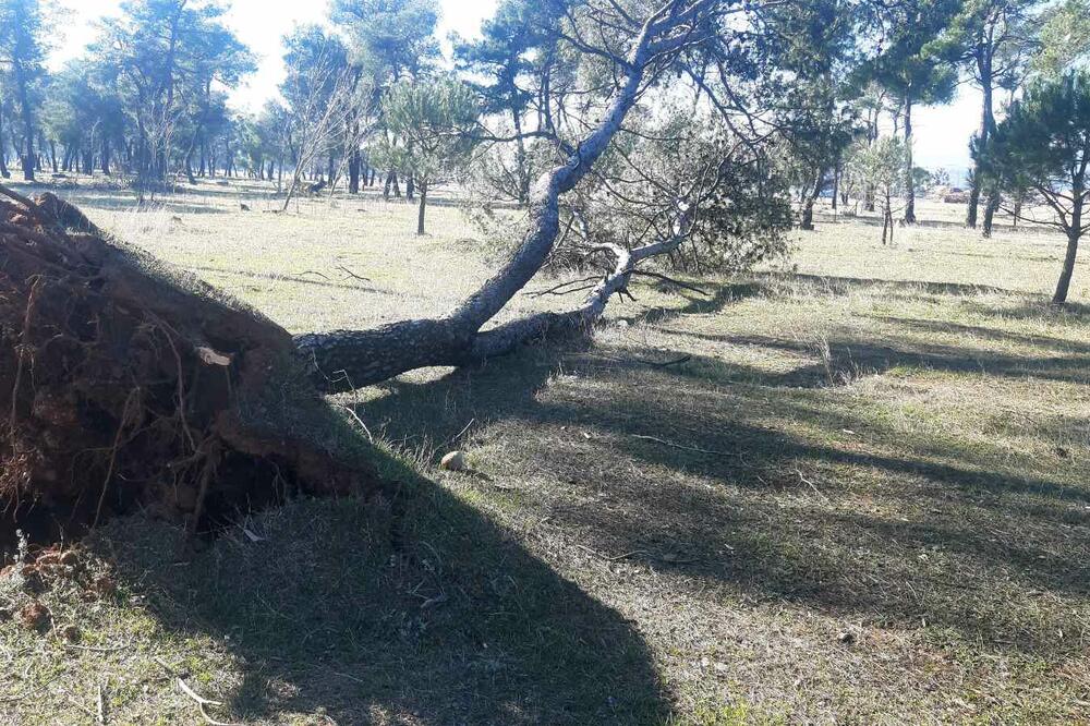 Detalj sa Ćemovskog polja, Foto: Boris Pejović