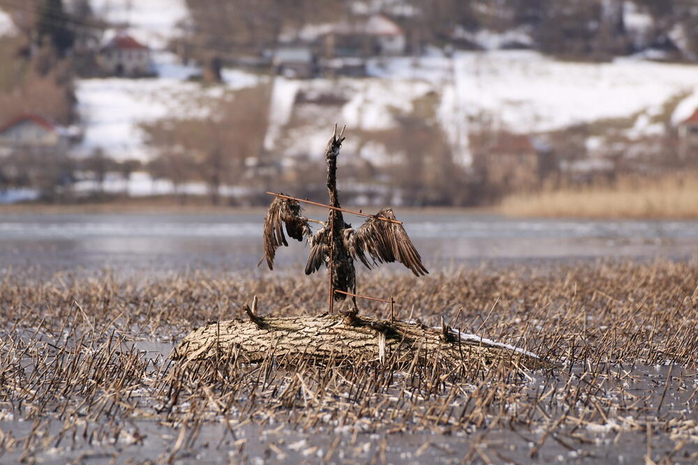 Foto: Centar za zaštitu i proučavanje ptica