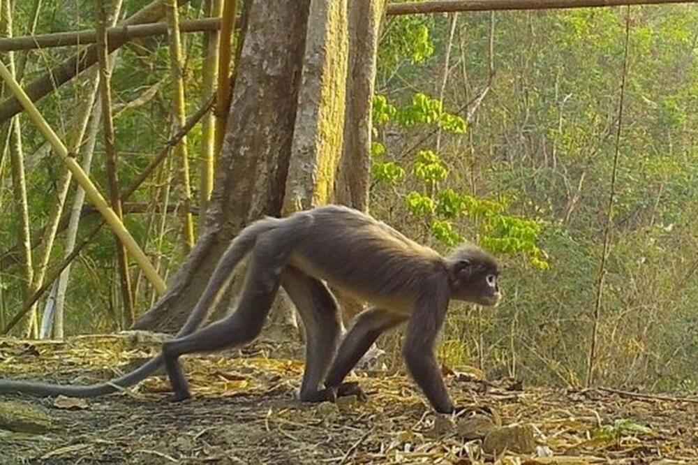 Foto: Press Association