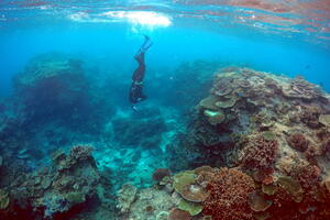 Australia invests 630 million euros in saving the Great Barrier Reef...