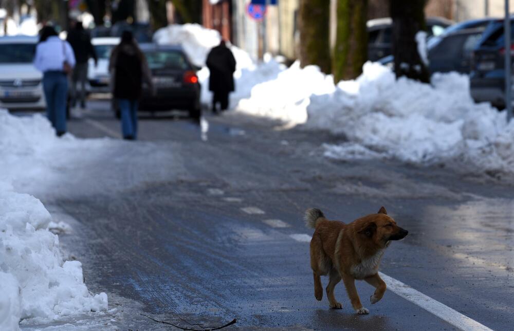 <p>Prema zvaničnim podacima visina sniježnog pokrivača na Cetinju je 33 centimetra. Mnogi Cetinjani iskoristili su sunčan dan za šetnju, a bilo je i onih koji su sa lopatama u rukama čistili prilaze kućama, ili uklanjali snijeg sa svojih automobila. U galeriji pogledajte šta je danas na Cetinju zabilježio naš fotoreporter Boris Pejović.</p>