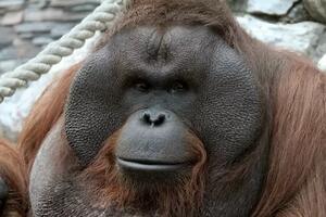 Izbori za maskotu Novosibirska - kampanja podrške za orangutana,...