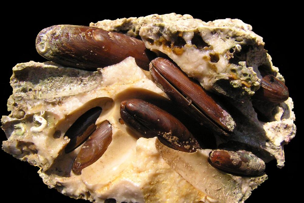 Prstac (Ilustracija), Foto: Green Home