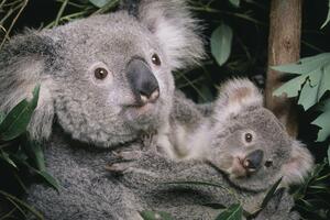 Koala na listi ugroženih vrsta