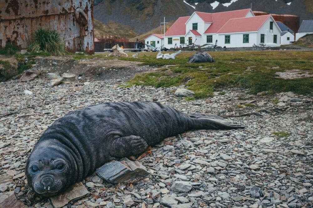 Mladunče južnog morskog slona ispred muzeja u Gritvikenu na ostrvu Južna Džordžija, Foto: Getty Images