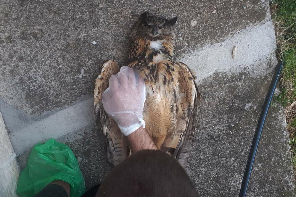 Foto: Centar za zaštitu i proučavanje ptica