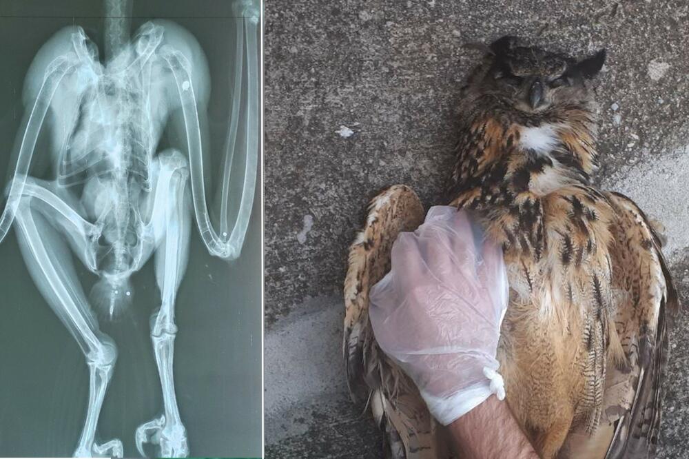 Građanin prijavio da je sovu pronašao mrtvu u svom dvorištu, Foto: CZIP