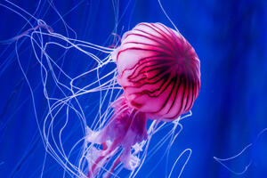 U Rovinju pronađena nova vrsta meduze