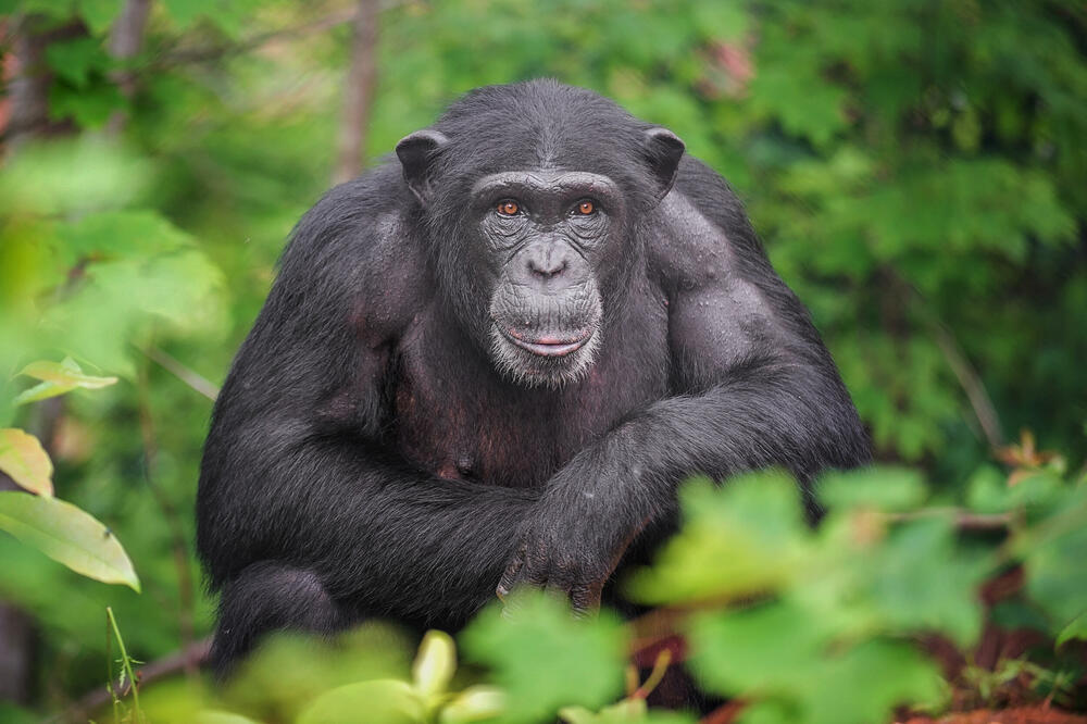 Ilustracija, Foto: Shutterstock